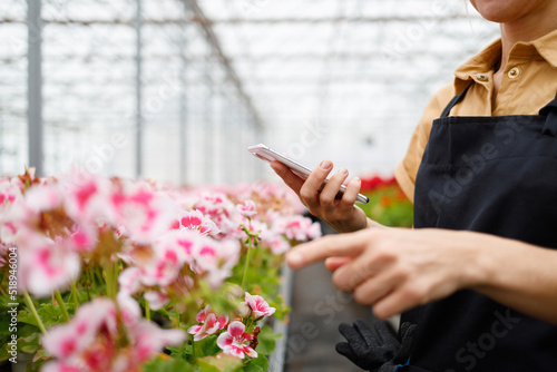 Woman with phone in hand counting flowers in a greenhouse