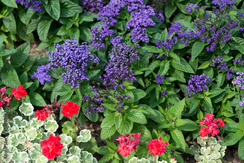 purple heliotrope flowers with geraniums in a garden bed