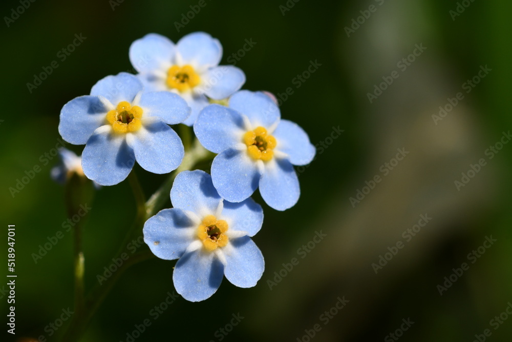 blue flowers