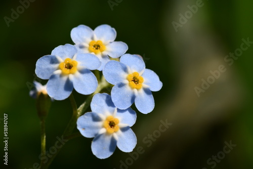 blue flowers