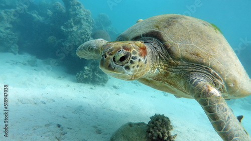 Big Green turtle on the reefs of the Red Sea.