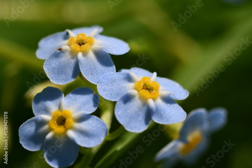 blue flowers © Audrius
