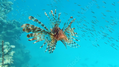 Lion Fish in the Red Sea in clear blue water hunting for food .