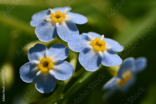 blue flowers © Audrius