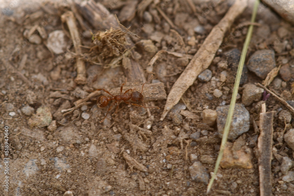 ants on the ground ants on the ground