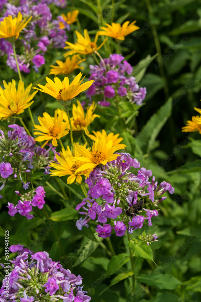 Fototapeta premium yellow and pink flowers in the garden