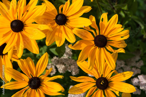 rudbeckia flowers in the sunlight