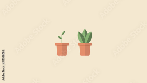 plant in a terracotta pot