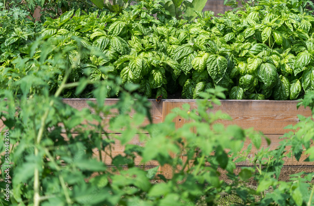 tomatoes (foreground) and basil (background) tomatoes (foreground) and basil (background)