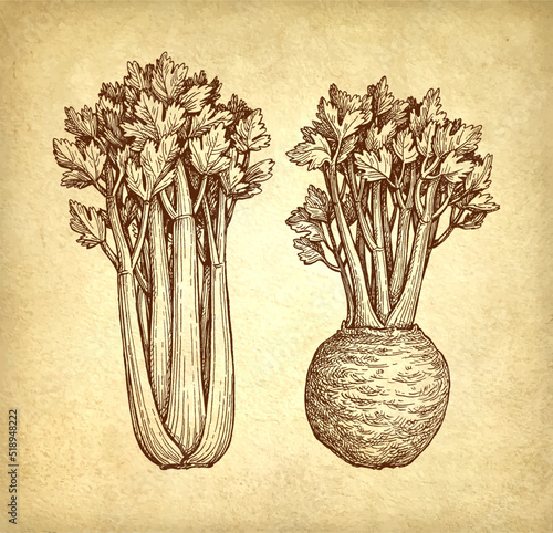 Celery stalks sketch.