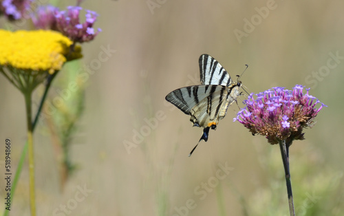 Imago du flambé, papillon noir et blanc photo