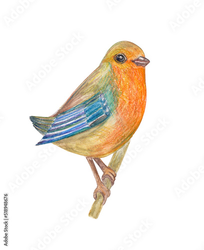 Fotografie, Obraz cute redbreast  bird sitting on branch. watercolor painting
