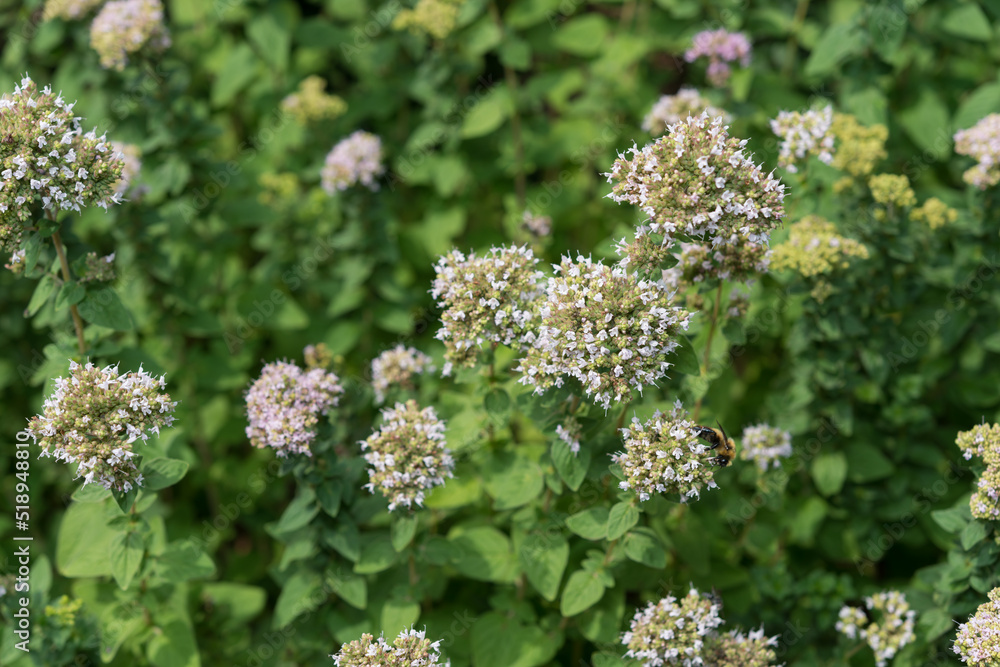 Obraz premium oregano in bloom