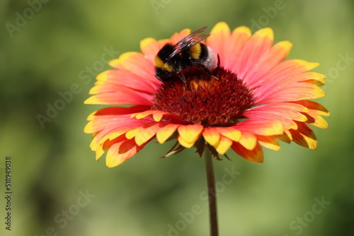 Bumblebee