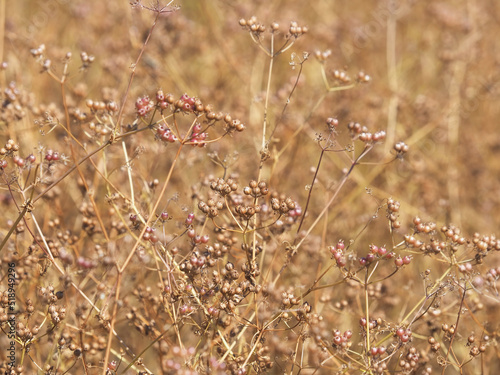 Coriander field crop with dry poods