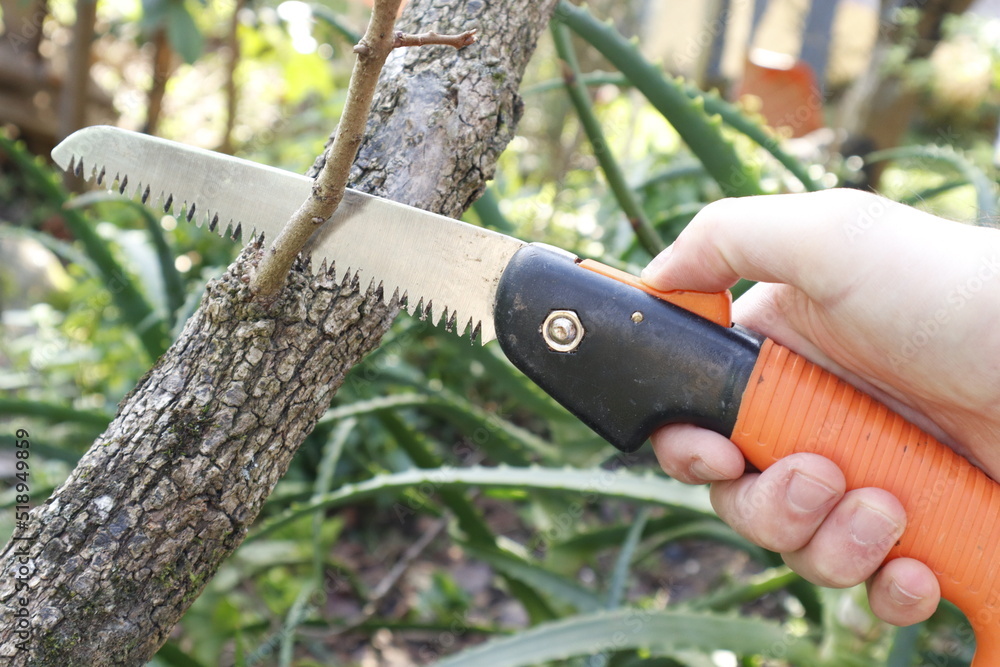 Fototapeta premium cutting the tree
