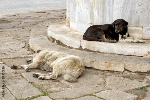 Two old stray dogs in Istanbul at the entrance to Topkapi Palace. 