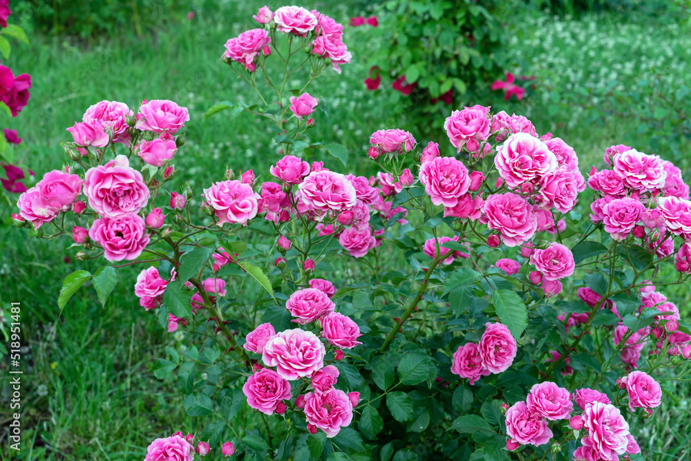 Pink roses with a white border bloom in the summer in the rose garden.