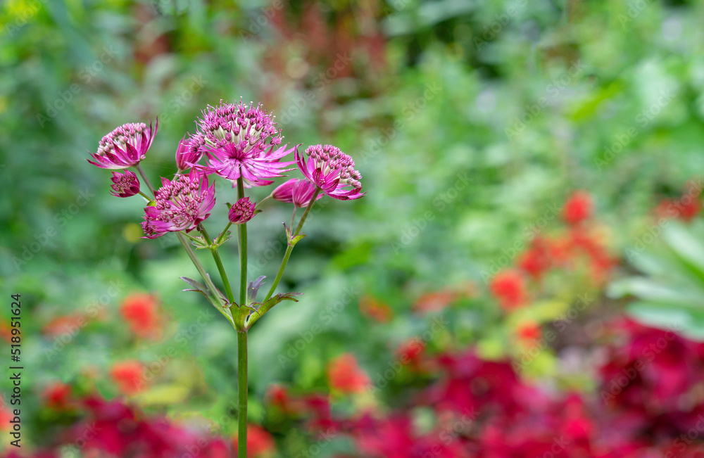 Blooming Astrantia major Rosa Lee masterwort in summer garden. Blooming Astrantia major Rosa Lee masterwort in summer garden.