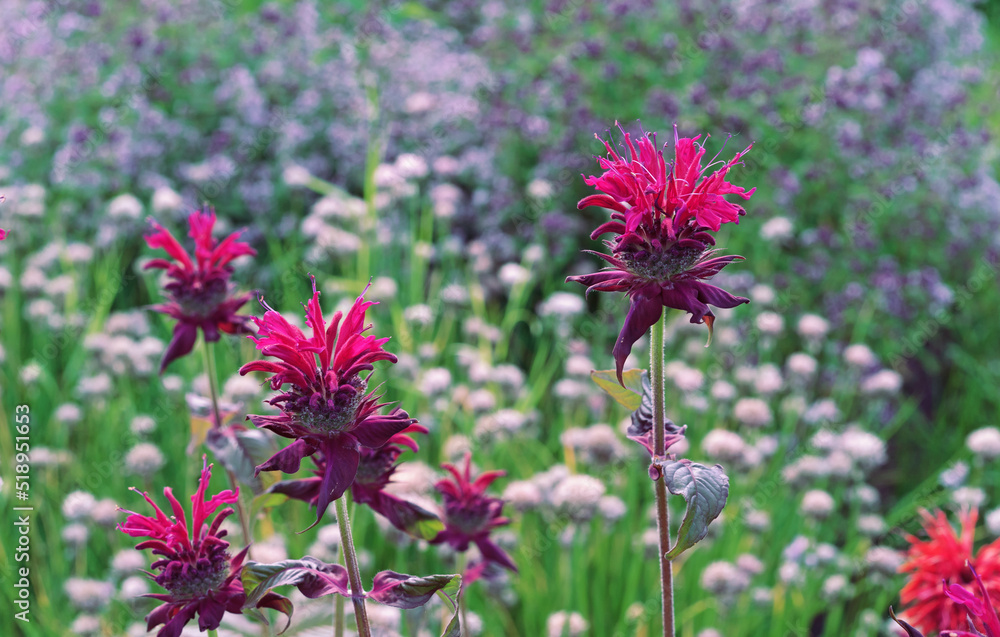 Red flowers Monarda or Bergamot, Oswego Tea, Beebalm (Monarda fistulosa). Red flowers Monarda or Bergamot, Oswego Tea, Beebalm (Monarda fistulosa).