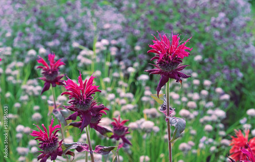 Red flowers Monarda or Bergamot, Oswego Tea, Beebalm (Monarda fistulosa). photo