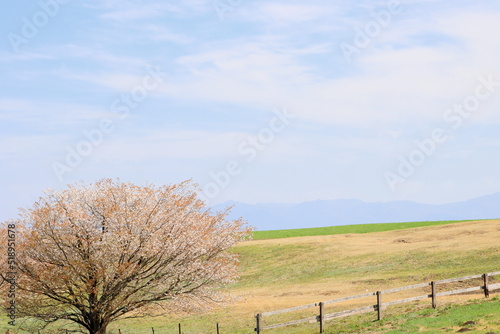 春の牧草地
