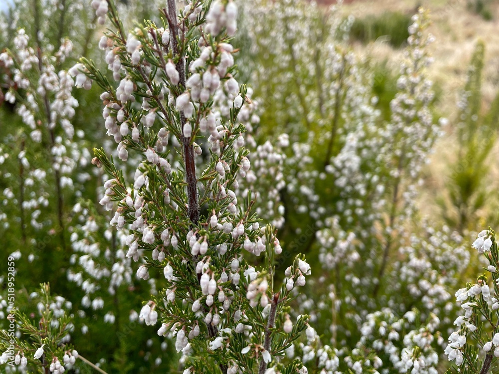semi closeup of cute light pink and white flowers blossom in the field, selective focus on the center semi closeup of cute light pink and white flowers blossom in the field, selective focus on the center