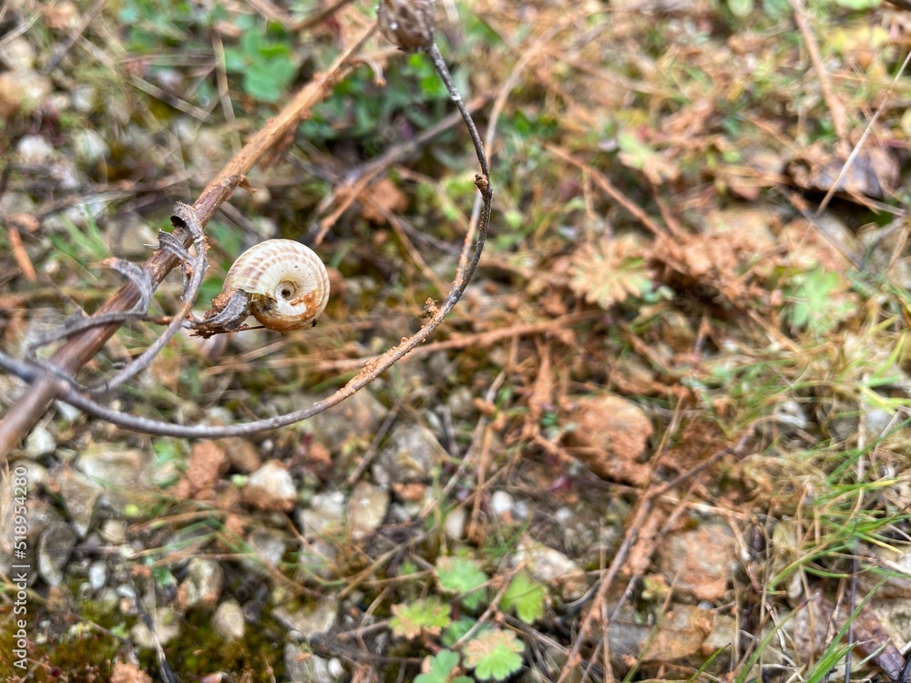 a couple of snails and seashells and brown and green leaves on the ground, istanbul a couple of snails and seashells and brown and green leaves on the ground, istanbul