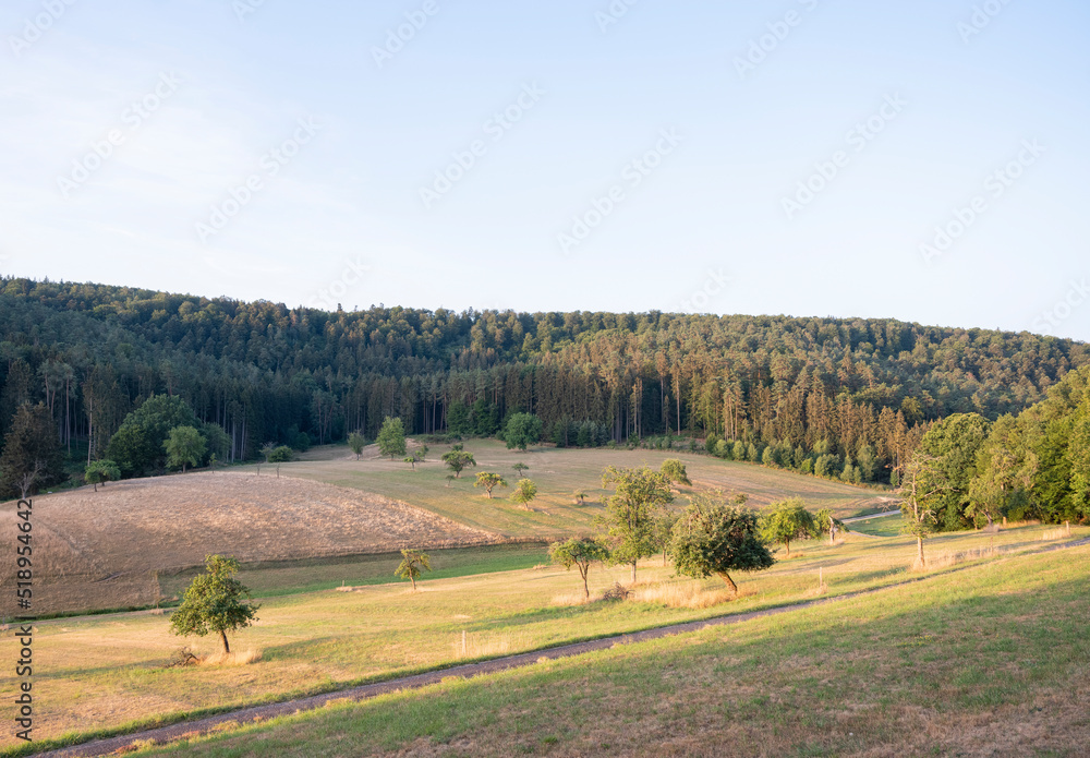 french countryside with pine forests field under blue sky in north vosges park regional du vosges du nord