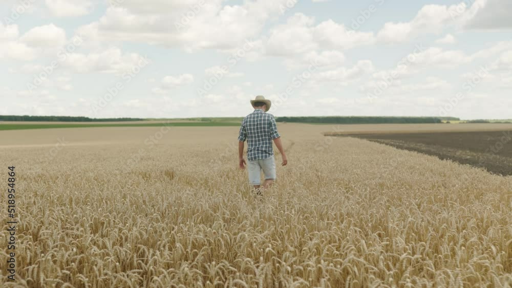 wheat harvest, young man farmer in straw hat walks through field and touches ears with his hands while enjoying good harvest, Back view wheat harvest, young man farmer in straw hat walks through field and touches ears with his hands while enjoying good harvest, Back view