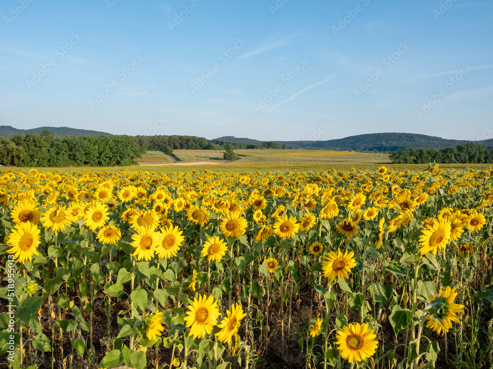 vosges landscape with sunflower fields under blue sky in france