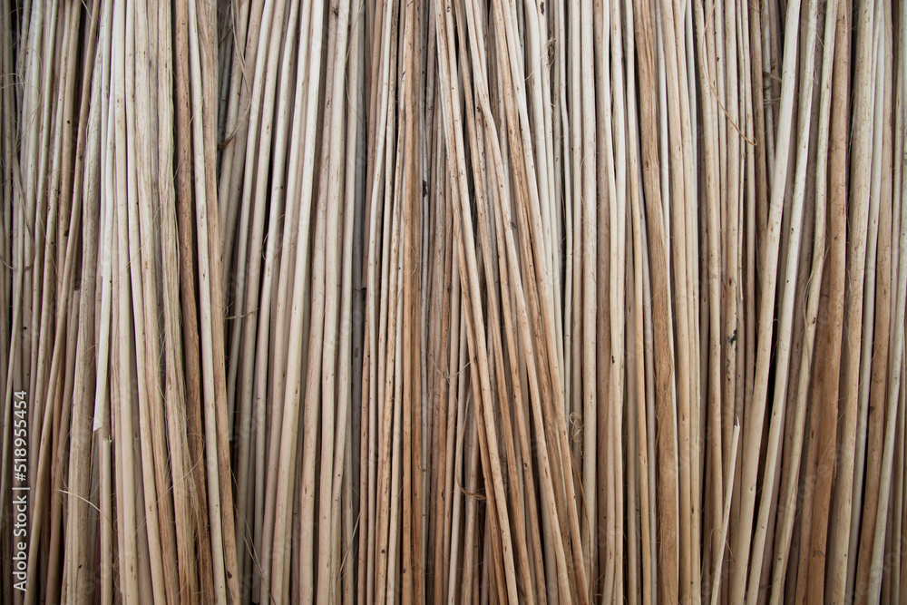 Rows and Rows of brown Jute Sticks Texture background of a field Rows and Rows of brown Jute Sticks Texture background of a field