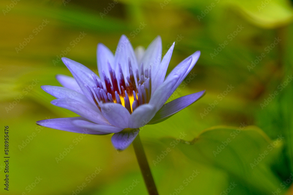 close-up, pond, sunshine, elegant, clean, lotus close-up, pond, sunshine, elegant, clean, lotus