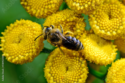 Plasterer Bee // Gemeine Seidenbiene (Colletes daviesanus)  photo