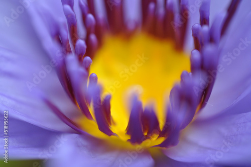 close-up  pond  sunshine  elegant  clean  lotus