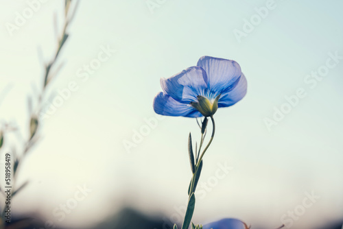 Beautiful single flux flower aginst blue sky. Linum perenne. Creative toning. Natural floral background photo