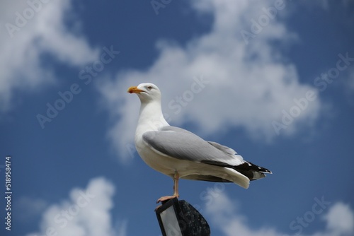 Seagull – Coastline – England