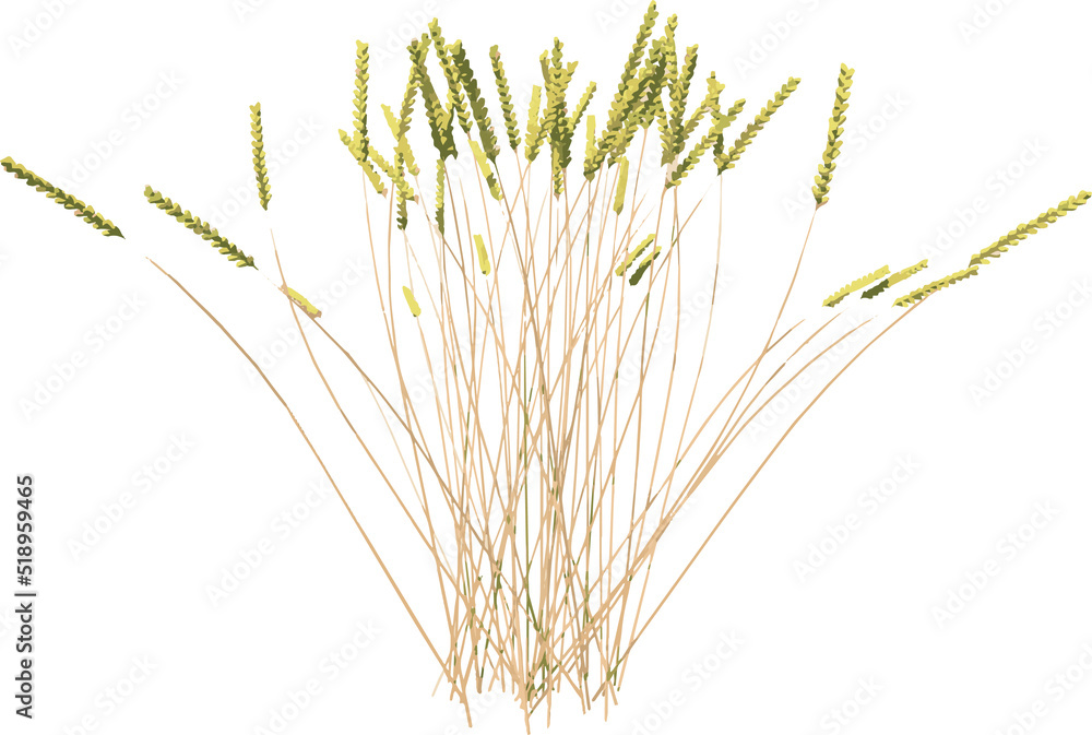 Front view of Plant (Wheat 1) Tree illustration vector
Front view of Plant (Wheat 1) Tree illustration vector