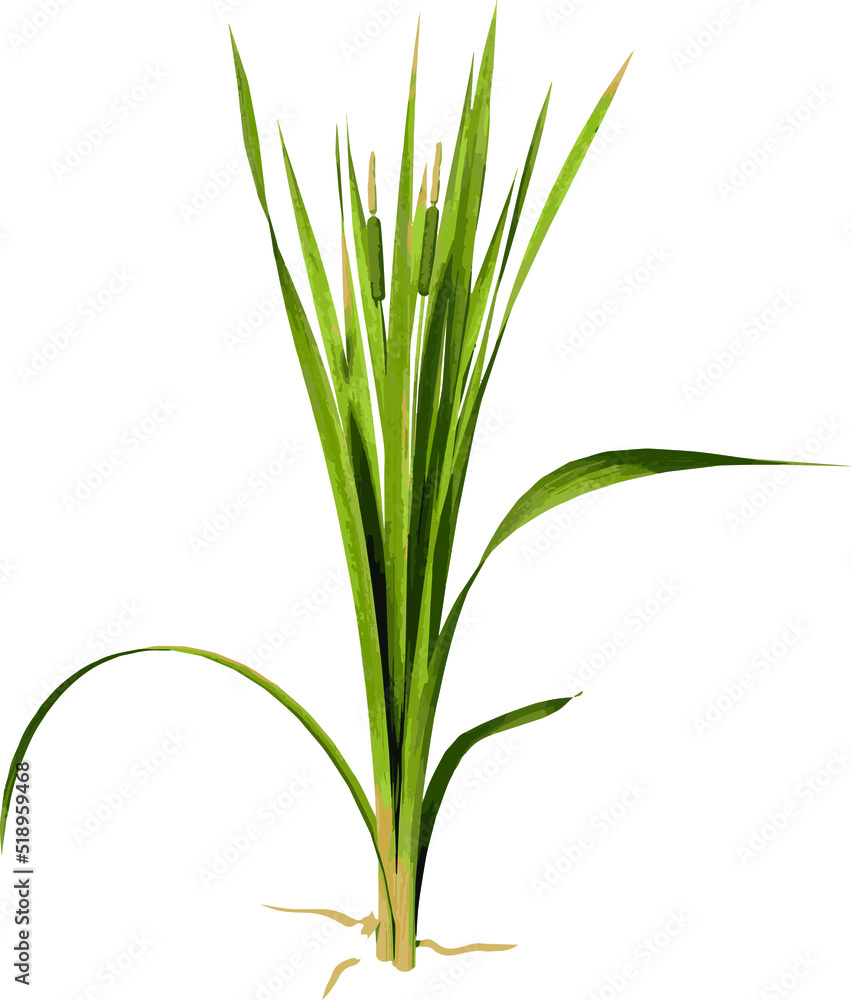 Front view of Plant ( bulrush reedmace reed cattail punks 3) Tree illustration vector	