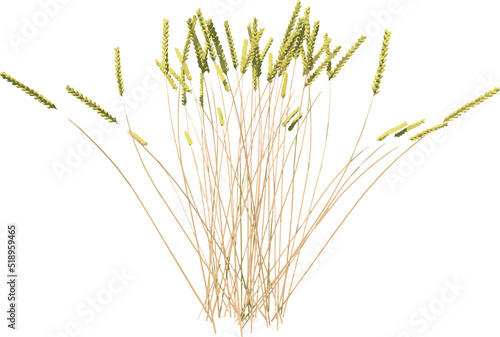 Front view of Plant (Wheat 1) Tree illustration vector 