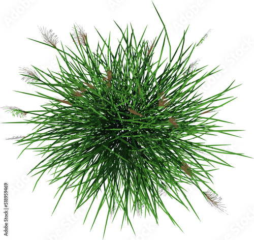 Top view of Plant (Vetiver Chrysopogon zizanioides) Tree illustration vector 