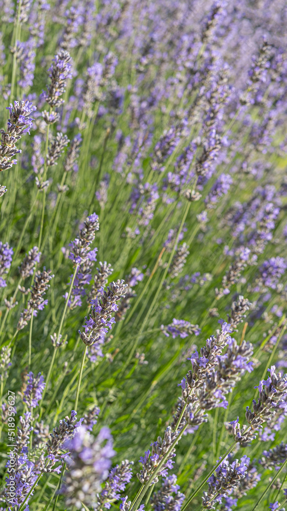 Obraz premium Floral background of lavender flowers in blossom