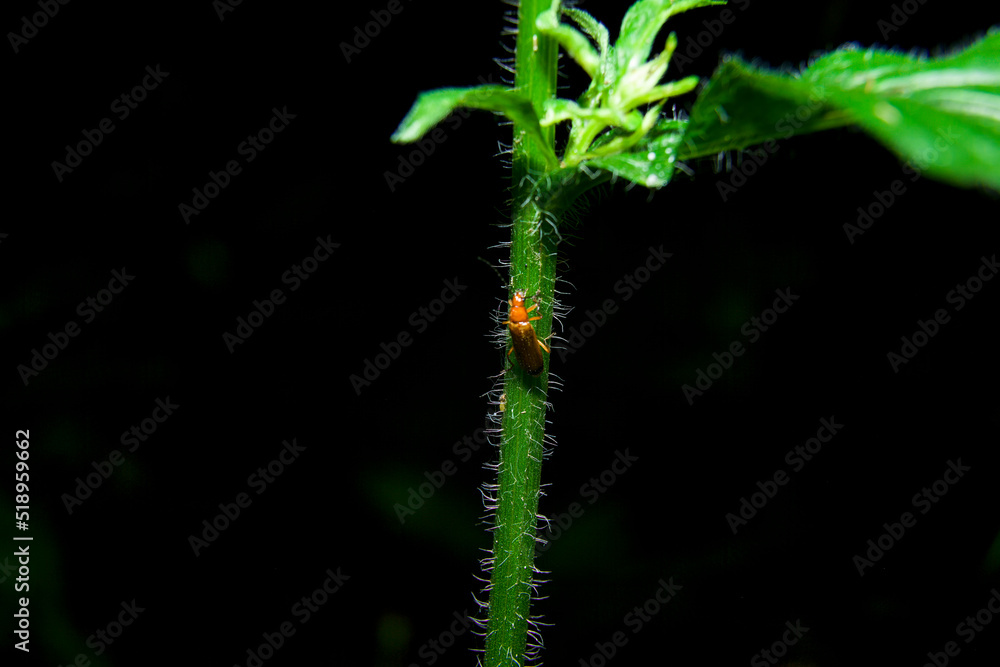 Insect beetle Cantharidae on plant stem