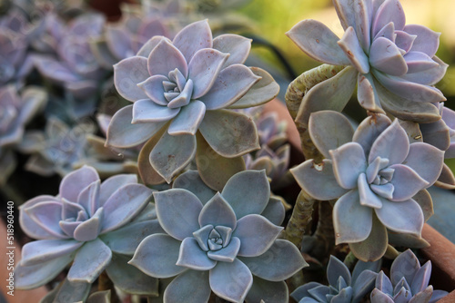 Graptopetalum paraguayense, a species of succulent plant in the jade plant family. Also known as a mother of pearl plant and ghost plant
