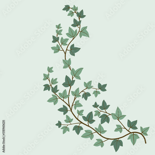 Simplicity ivy freehand drawing flat design.
