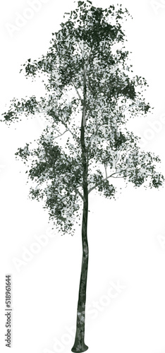 Front view of Plant  Betula papyrifera White Birch 1  Tree illustration vector  
