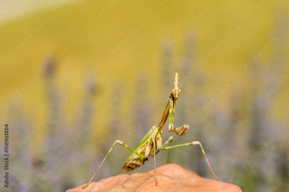 a close up of a mantis religiosa a close up of a mantis religiosa
