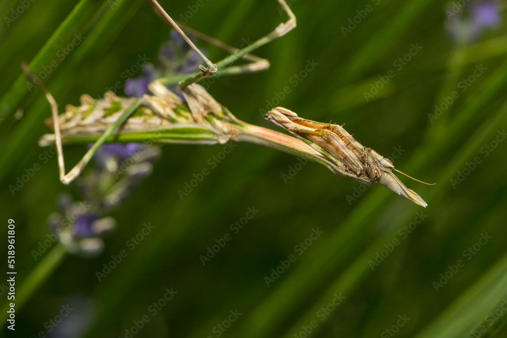 a close up of a mantis religiosa a close up of a mantis religiosa