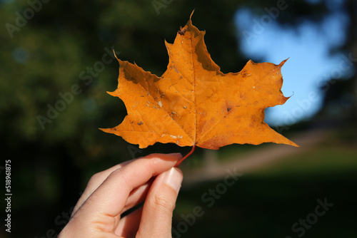 Very bright colored autumn season maple  fin  vaahtera  leaf. White male hand holding the leaf. Colorful fall time image of the parks and nature in Finland. Beauty of nature and outdoors represented 