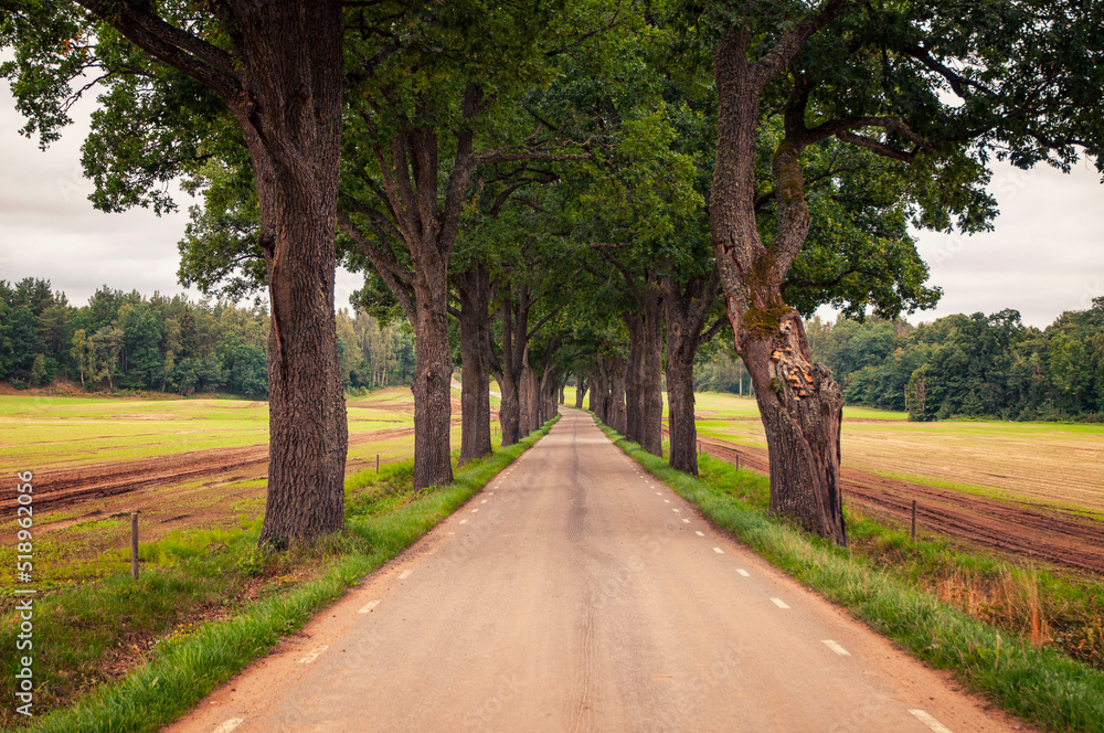 path in the park